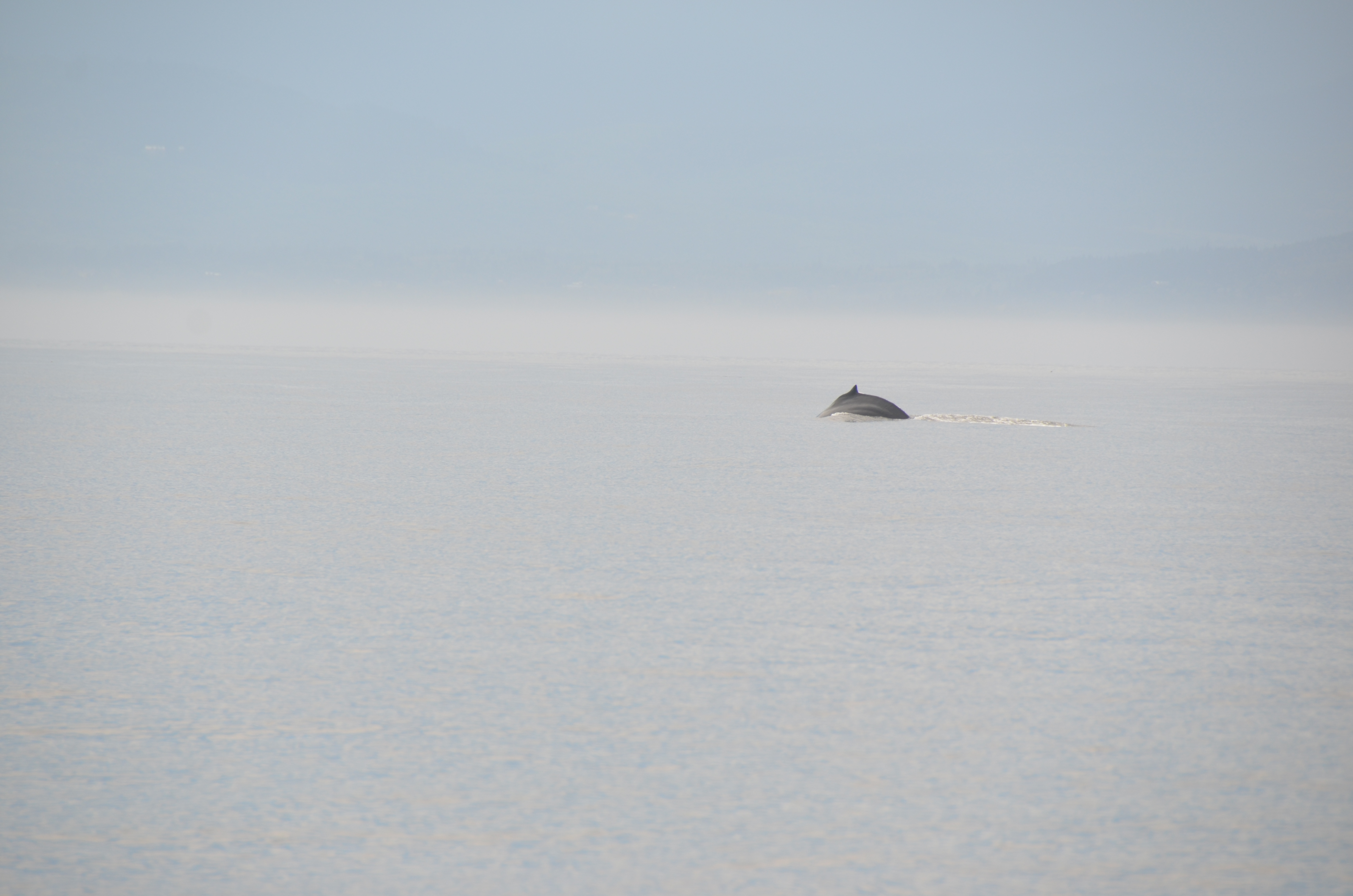 photos/wildlife/Mammal_Species/Humpback Whale/DSC_0025.JPG